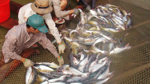 Nghịch lý cá tra: Xuất khẩu tăng giá, nội địa giảm giá 