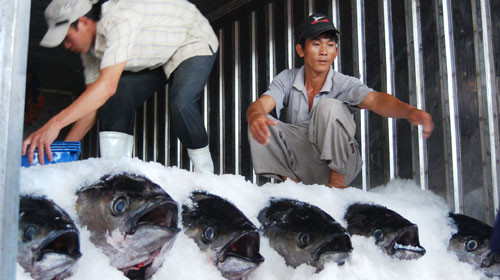 Cấp đăng ký nhãn hiệu cá ngừ đại dương Phú Yên