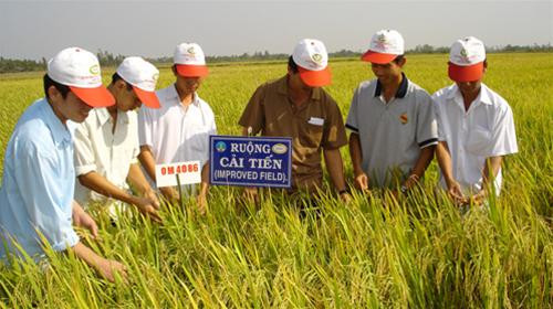 Tập trung quảng bá gạo Việt