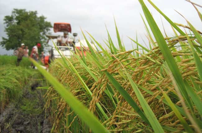 Giá gạo giảm trên toàn châu Á 