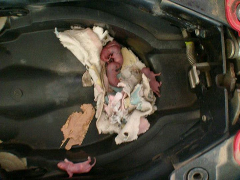 Chuột làm tổ trong xe và nguy cơ chập điện