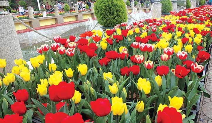 Cội nguồn hoa Tulip