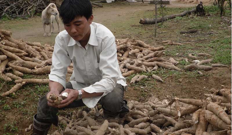 Điêu đứng vì... được mùa?!