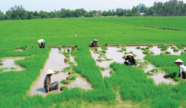 Nên trở lại đa sở hữu đất đai