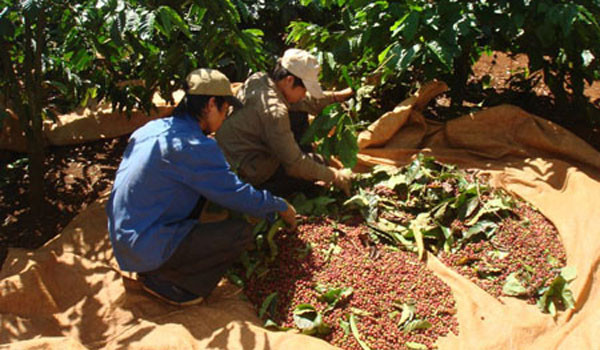Doanh nghiệp ngoại lũng đoạn cà phê Việt
