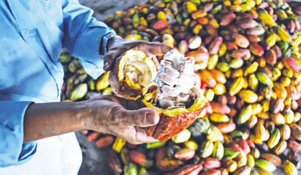 Cacao Việt Nam: Nhọc nhằn 