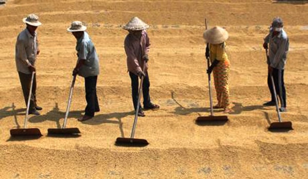Xuất khẩu gạo: Dẫn đầu làm gì!