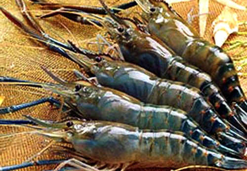Tôm Việt thua trên sân nhà 