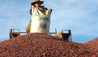 Việt Nam - Nước xuất khẩu cà phê số 1 thế giới