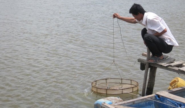 Tôm Việt Nam có giành lại lợi thế ở thị trường Nhật? 