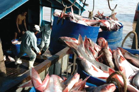 Giá cá tra tăng, người nuôi vẫn lỗ