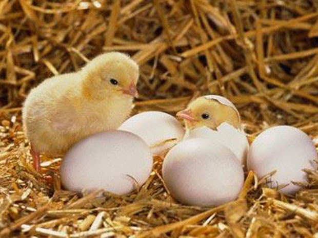 Phú Thọ sản xuất gà giống bằng thụ tinh nhân tạo 