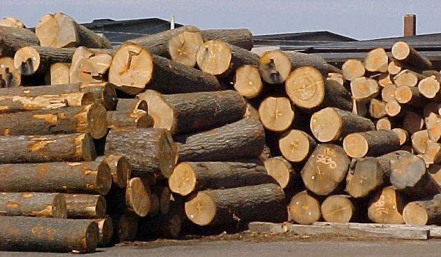 Xuất khẩu gỗ và một số vấn đề cần lưu ý