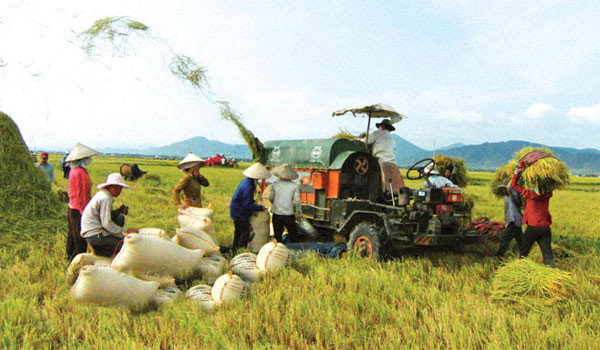 Sân chơi lúa gạo ASEAN: Ba sai lầm của VN