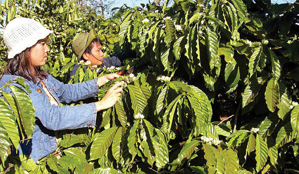 Vicofa ra sức tái canh cây cà phê