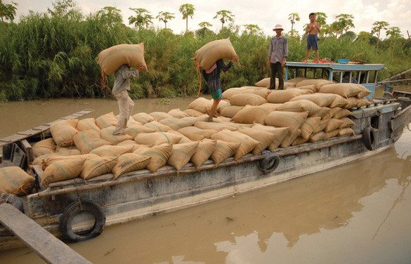 Gạo Việt Nam: Cần một chiến lược dài hơi