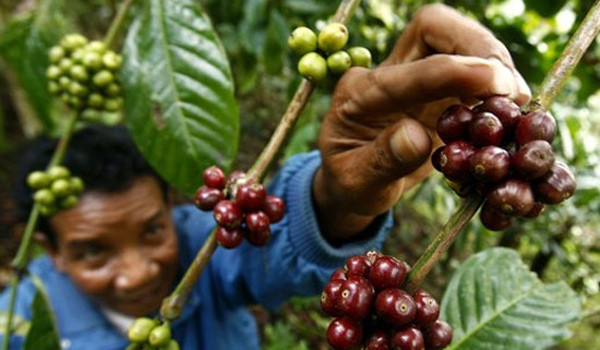7 sáng kiến cho ngành cà phê toàn cầu