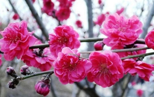 Con đường mùa xuân