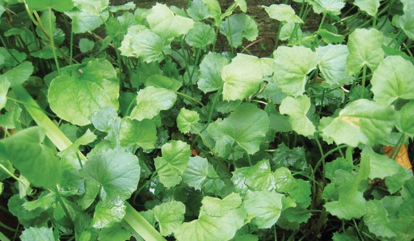 Rau dại miền quê