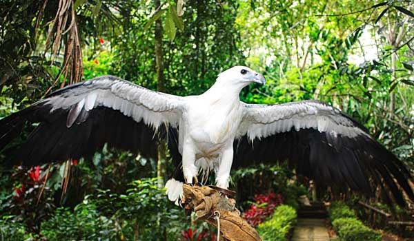 Davao: Giang sơn của đại bàng Philippines