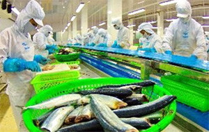 Mỹ ra phán quyết bất lợi cho cá tra, ba sa Việt Nam 