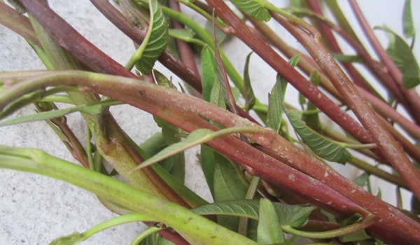 Rau muống đồng