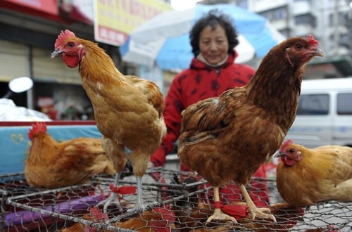 Cảnh báo cúm H7N9 từ Trung Quốc có thể lan vào VN