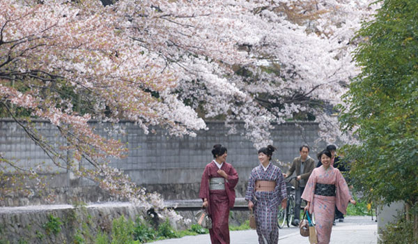 Thưởng thức mùa hoa anh đào đẹp nhất Nhật Bản