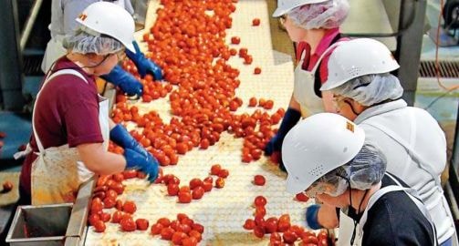 Quản lý không cần sếp