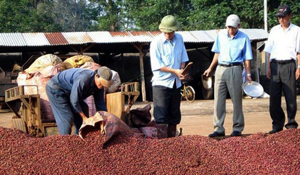 Nguy cơ mất trắng thương hiệu cà phê Buôn Ma Thuột