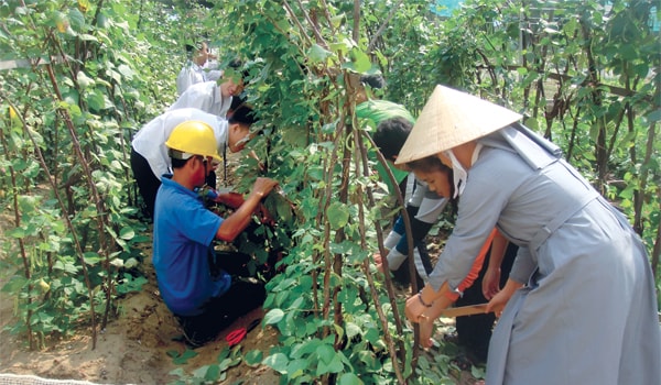 Trồng rau sạch cho resort