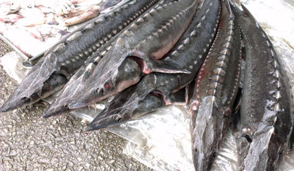 Quyết liệt ngăn chặn cá tầm nhập khẩu