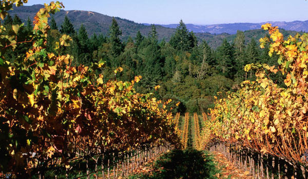 Khám phá vẻ đẹp yên bình của Wine Country, California