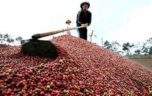 DN xuất khẩu cà phê: Khó khăn bủa vây!