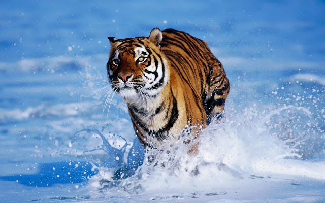 “Running Tiger” không cần chạy