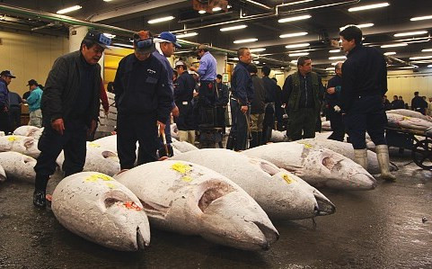 Di dời chợ cá nổi tiếng Tsukiji