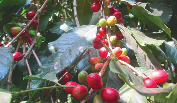 Vị đắng cà phê Đông Timor