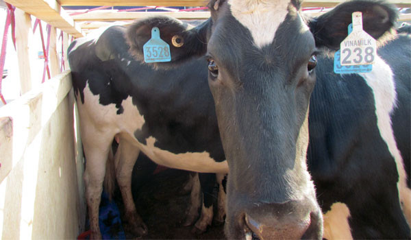 Doanh nghiệp sữa mở rộng vùng nguyên liệu