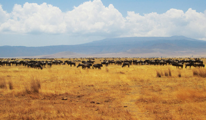 Tanzania: Phi châu hoang dã