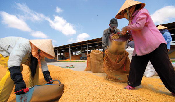 Chuyển đổi cơ cấu đất trồng lúa để tăng hiệu quả kinh tế