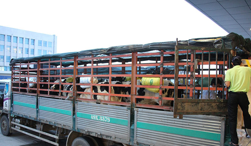 Vinamilk nhập thêm 200 con bò cao sản Úc