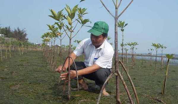 WWF tiếp tục hỗ trợ Việt Nam trồng rừng ngập mặn