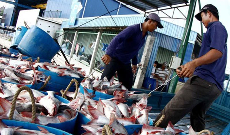 Sản lượng cá tra liên tục giảm