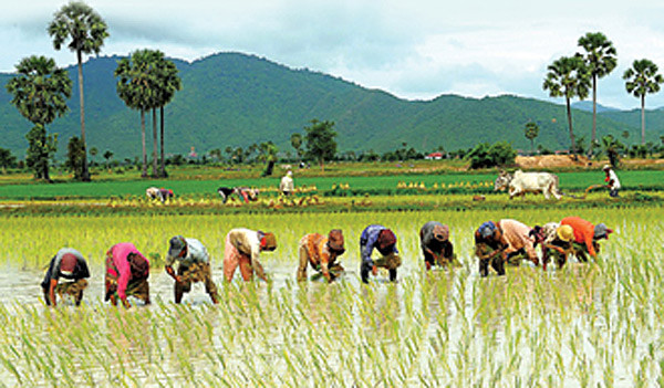 Học cách tiếp thị gạo từ Campuchia