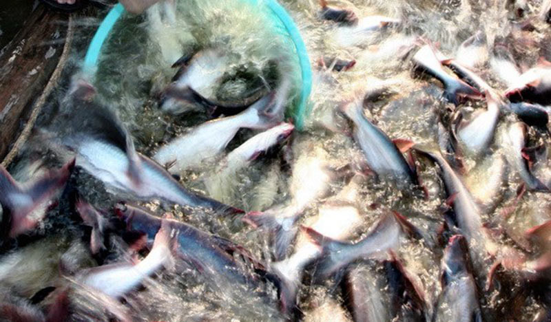Đồng bằng sông Cửu Long thu hẹp dần diện tích nuôi cá tra