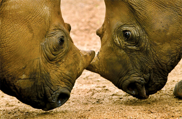 Nam Phi tận diệt tê giác