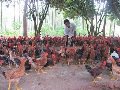 Quy mô chăn nuôi của Việt Nam chủ yếu vẫn là sản xuất nhỏ lẻ doanhnhansaigon
