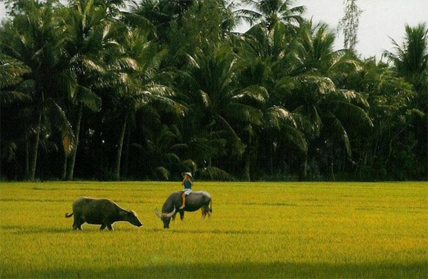 Con tim chứa đầy hai chữ 