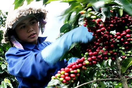 Thương hiệu cà phê Việt được ưa thích đứng thứ 6 tại Mỹ