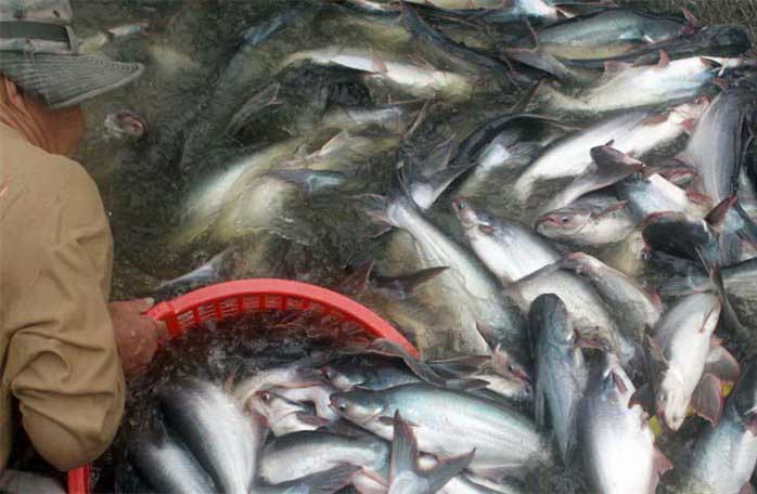 Mỹ thắt chặt quy định đối với mặt hàng cá da trơn